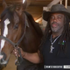 Image for article titled ‘Black Lives Matter’ Horse Dies Mysteriously During Standard Procedure